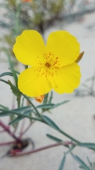 Eulobus crassifolius