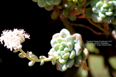 Sedum clavatum