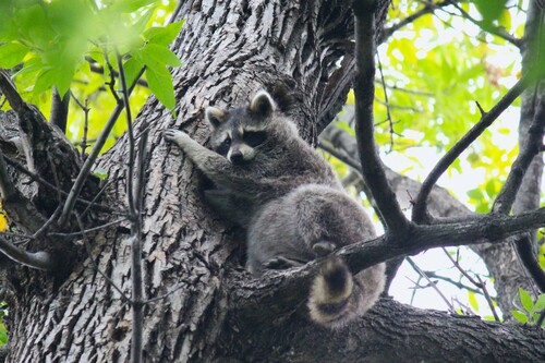 Common Raccoon photographed in North Dakota