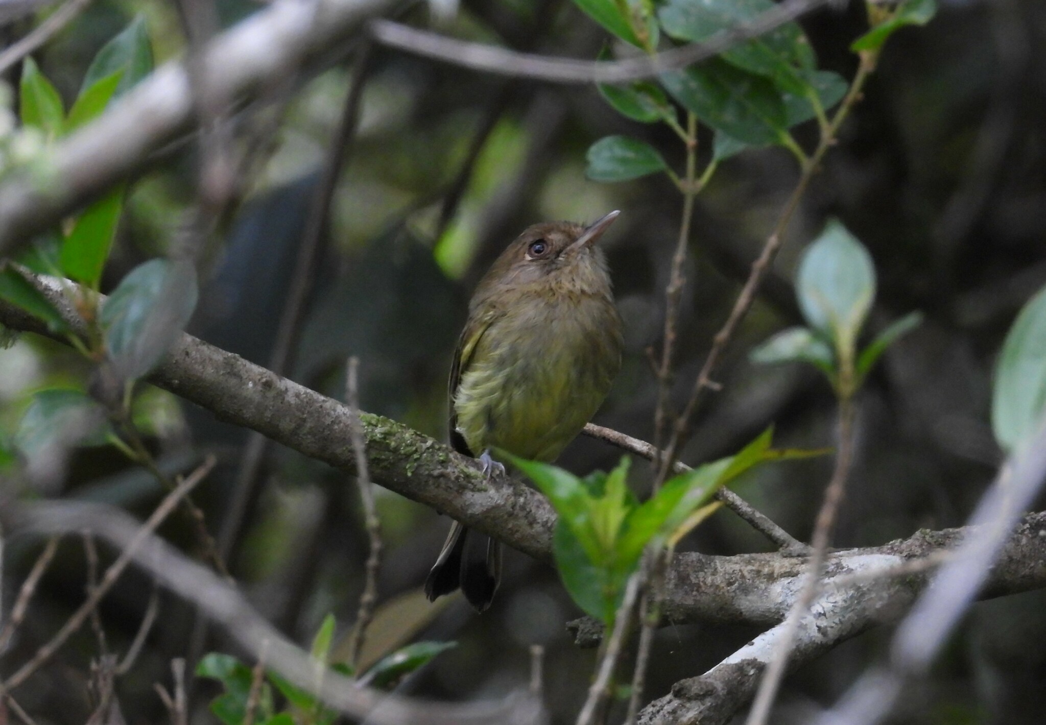 Kaempfer's Tody-Tyrant (Hemitriccus kaempferi), photo 8