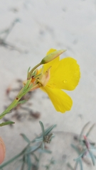 Eulobus crassifolius