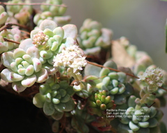 Sedum clavatum