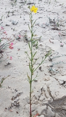 Eulobus crassifolius