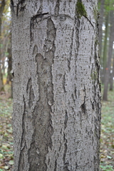 Alnus × pubescens