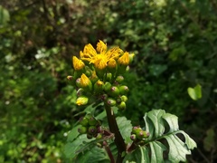 Packera coahuilensis