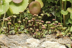 Mannia androgyna
