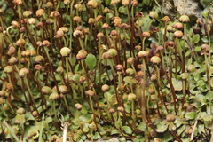 Mannia androgyna