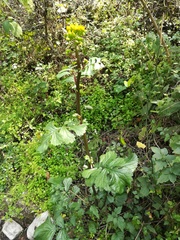 Packera coahuilensis