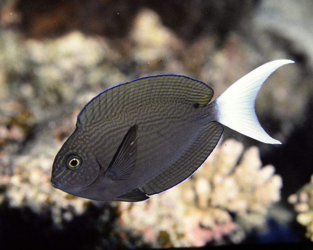 Thompson's surgeonfish