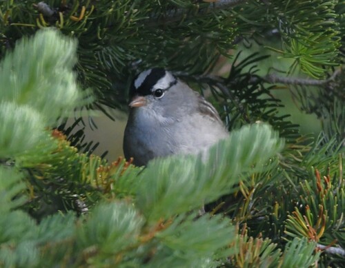White-crowned Sparrow photographed in Wyoming