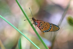 Acraea caldarena