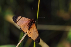 Acraea caldarena