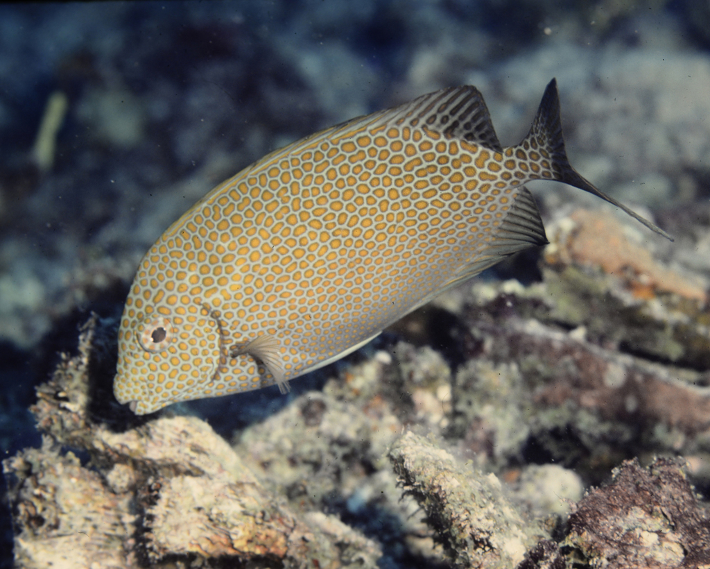 Gold-spotted Rabbitfish