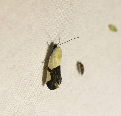Ponometia cuta