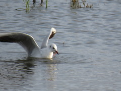 Chroicocephalus ridibundus