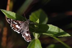 Ernsta dromus