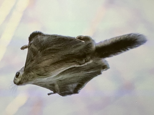 Siberian Flying Squirrel