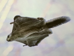 Siberian Flying Squirrel photo 2