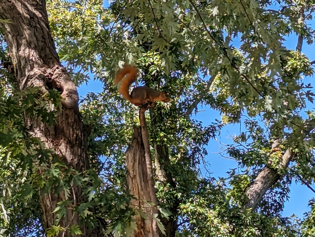 Fox Squirrel from Community Heights, Indianapolis, IN, USA on September 25, 2023 at 1253 PM by