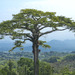 Kapok Tree - Photo no rights reserved, uploaded by Manuel Ortiz