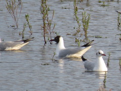 Chroicocephalus ridibundus