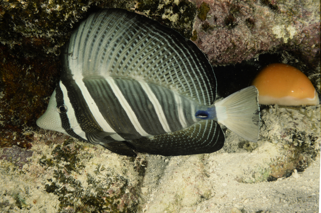 golden cowrie