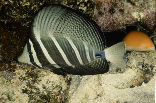 Callistocypraea aurantium