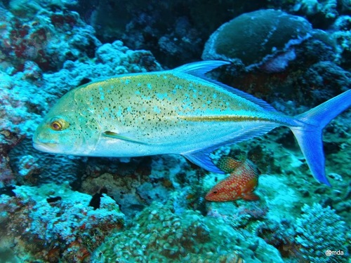 Bluefin Trevally