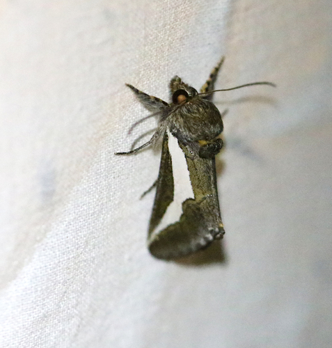 staghorn cholla moth