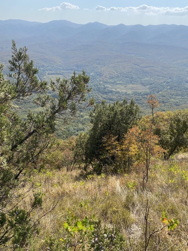 Grecian juniper (Juniperus excelsa)