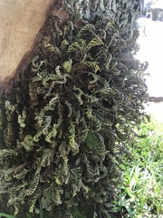 Pleopeltis michauxiana