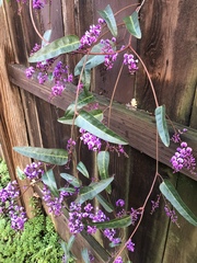 Hardenbergia