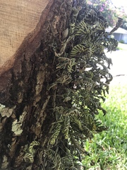 Pleopeltis michauxiana