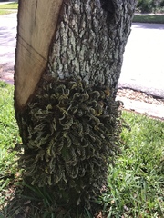 Pleopeltis michauxiana