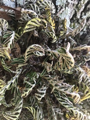 Pleopeltis michauxiana