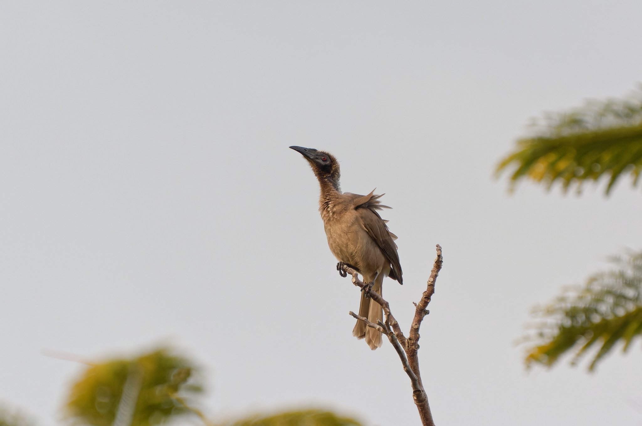 Helmeted Friarbird illustration