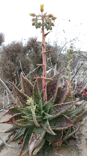 Image of Dudleya acuminata by (c) Alan Rockefeller, some rights reserved (CC BY)