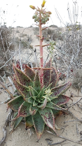 Image of Dudleya acuminata by (c) Alan Rockefeller, some rights reserved (CC BY)