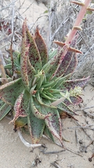Dudleya acuminata