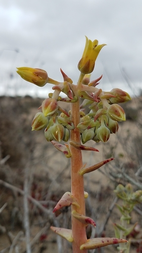Image of Vizcaino Dudleya (Dudleya acuminata) by (c) Alan Rockefeller, some rights reserved (CC BY)