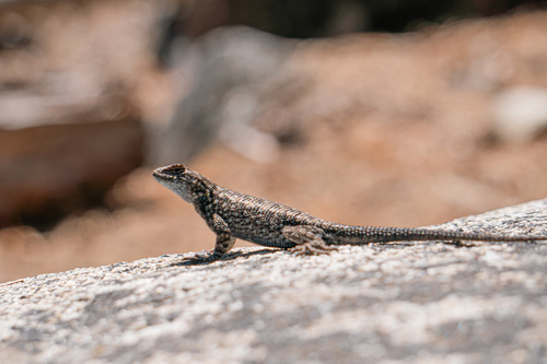 iNaturalist observation photo of Common Sagebrush Lizard