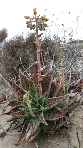 Image of Vizcaino Dudleya (Dudleya acuminata) by (c) Alan Rockefeller, some rights reserved (CC BY)