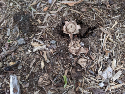 Geastrum morganii (Photo 2 of 6)