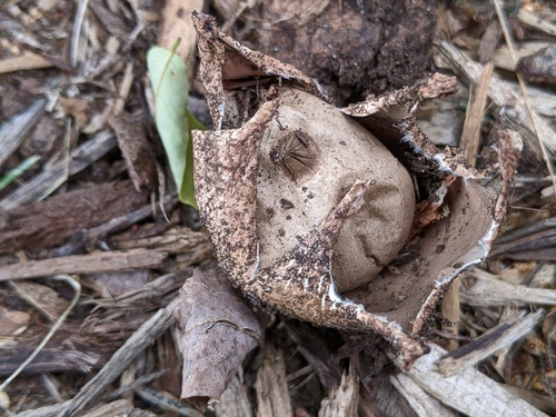 Geastrum morganii (Photo 3 of 6)