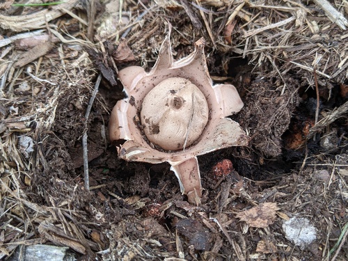 Geastrum morganii