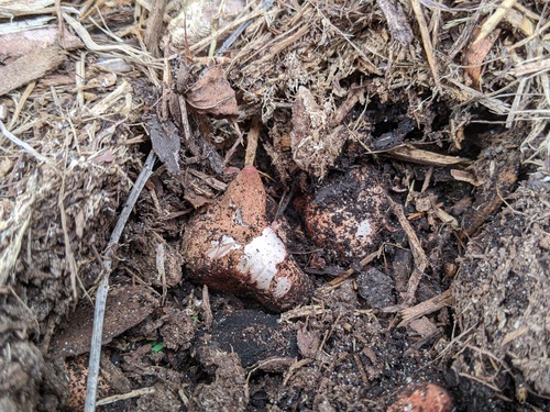 Geastrum morganii (Photo 4 of 6)