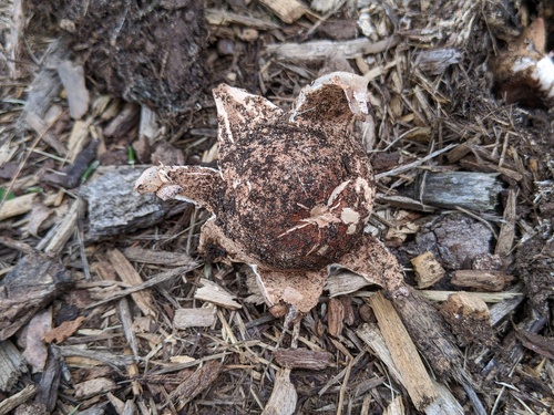 Geastrum morganii (Photo 5 of 6)