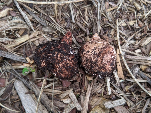 Geastrum morganii (Photo 6 of 6)