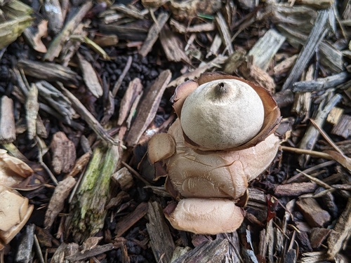 Geastrum triplex (Photo 3 of 10)