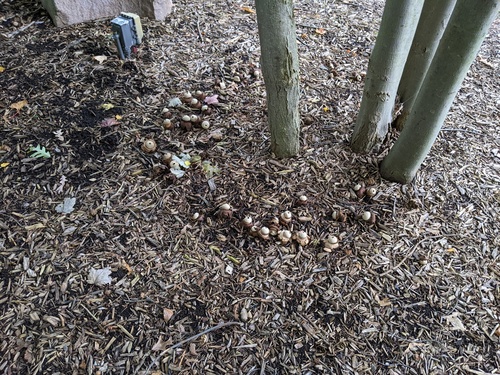 Geastrum triplex (Photo 6 of 10)